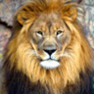 Meet your Posher, Big